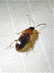 Stenolophus dissimilis