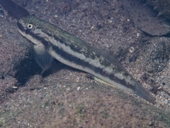 Sicyopterus longifilis