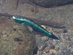 Stiphodon atropurpureus