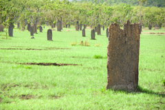 Amitermes meridionalis