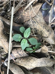 Pseuderanthemum variabile