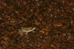 Litoria bicolor
