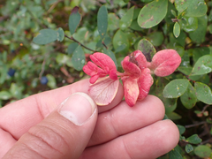 Exobasidium vaccinii-uliginosi