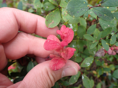 Exobasidium vaccinii-uliginosi