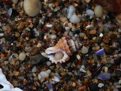 Turritriton labiosus