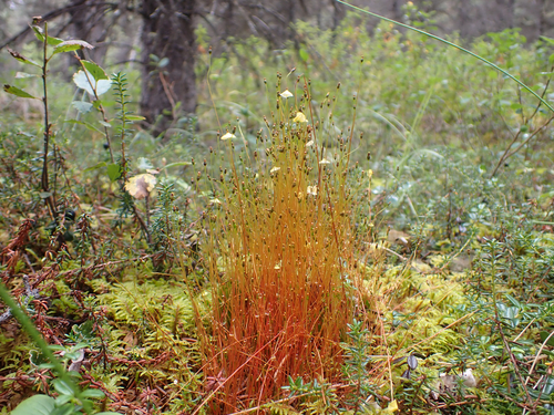 Image of Splachnum luteum by (c) Matt Muir, some rights reserved (CC BY)