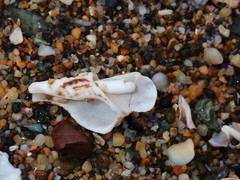 Marmorofusus nicobaricus