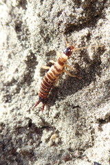 Anisolabis littorea
