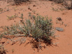 Aptosimum albomarginatum