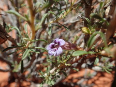 Aptosimum albomarginatum
