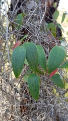 Smilax glyciphylla