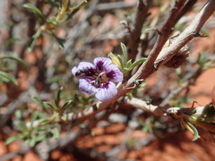 Aptosimum albomarginatum