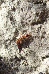 Anisolabis littorea