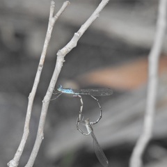 Indolestes tenuissimus
