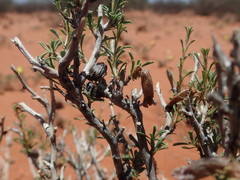 Aptosimum albomarginatum