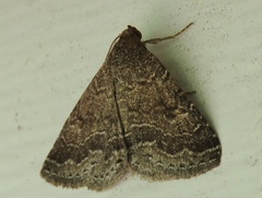 Matigramma pulverilinea