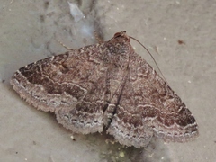 Matigramma pulverilinea