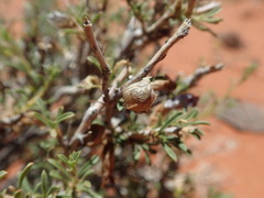Aptosimum albomarginatum