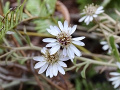 Aster panduratus