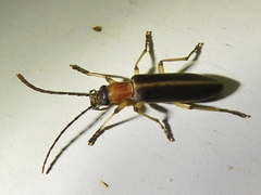 Oxycopis mimetica