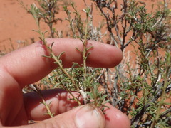 Aptosimum albomarginatum