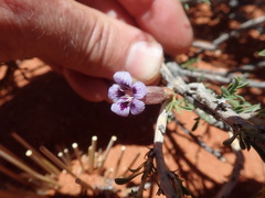 Aptosimum albomarginatum