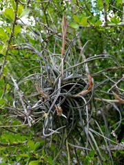 Tillandsia baileyi