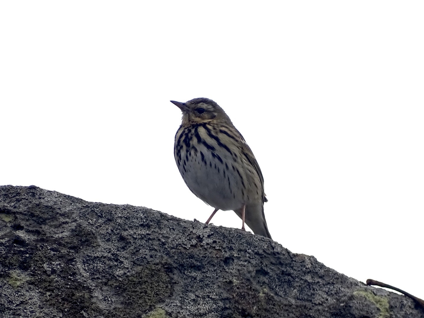 Olive-backed Pipit