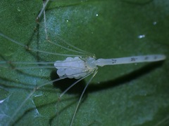 Leptopholcus borneensis