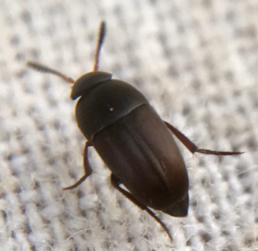 Ptomaphagus sericatus