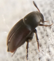 Ptomaphagus sericatus