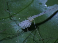 Leptopholcus borneensis