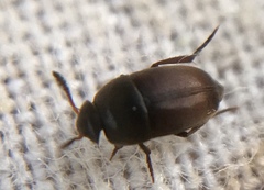 Ptomaphagus sericatus