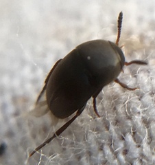 Ptomaphagus sericatus