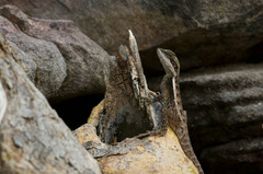 Lophognathus gilberti