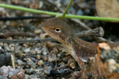 Diporiphora