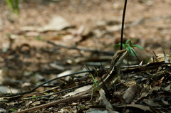 Lophognathus gilberti