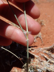 Stipagrostis ciliata capensis