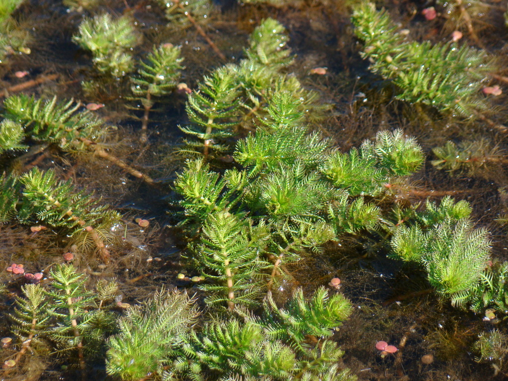 Myriophylle verticillé (Flore de Saint-Jacques-de-la-Landes à ...