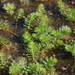 Myriophyllum verticillatum - Photo (c) Екатерина Юхнина, μερικά δικαιώματα διατηρούνται (CC BY-NC), uploaded by Екатерина Юхнина
