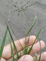 Eragrostis amurensis