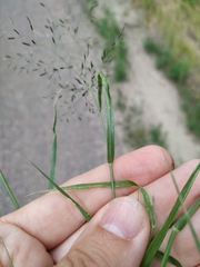 Eragrostis amurensis