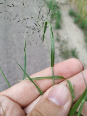Eragrostis amurensis