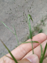 Eragrostis amurensis