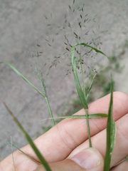 Eragrostis amurensis