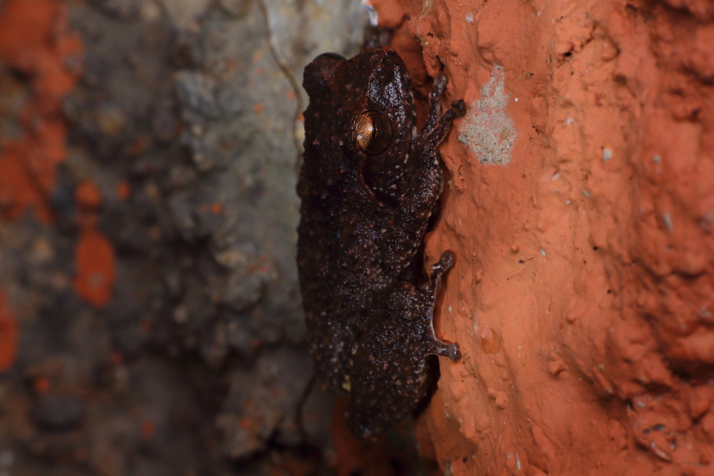 Honnametti Bush Frog