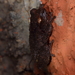 Honnametti Bush Frog - Photo (c) sakethupadhya, some rights reserved (CC BY-NC)