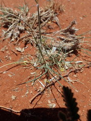 Stipagrostis ciliata capensis