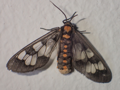 Eressa confinis