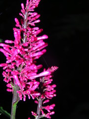 Odontonema callistachyum